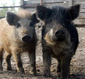 Michigan Attacks Heritage Hogs; Farmers Fight Back Image
